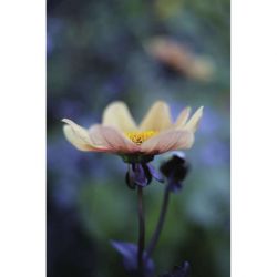 DAHLIA MIGNON canvas print