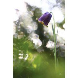 PYRENEAN FRITILLARY canvas print