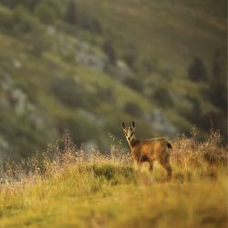 Tableau PETIT CHAMOIS