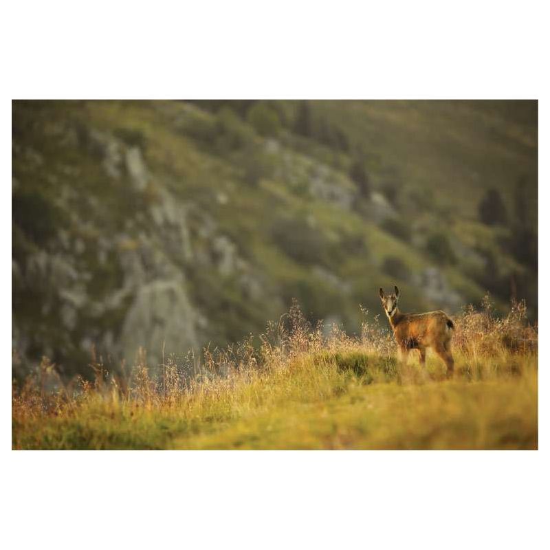 LITTLE CHAMOIS canvas print - Wildlife