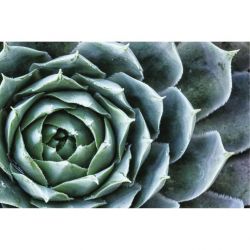 ECHEVERIA canvas