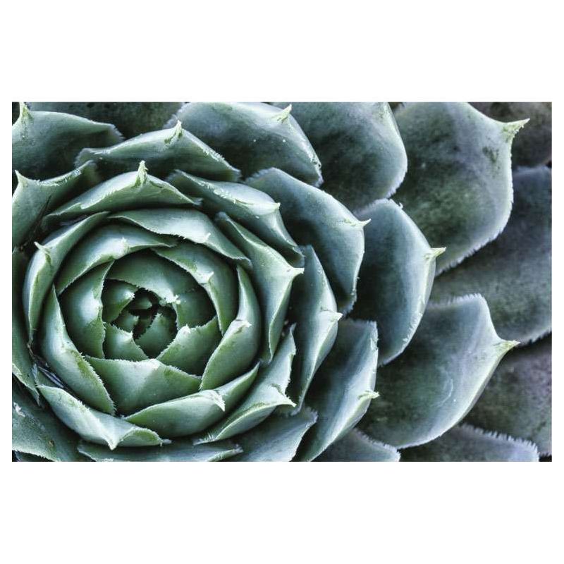 ECHEVERIA canvas - Acrylic