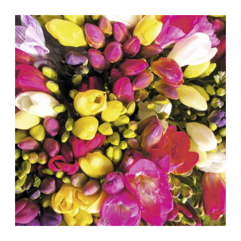 BOUQUET OF FREESIAS Canvas print - Floral canvas print