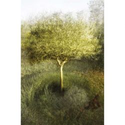 OLIVE TREE IN MY GARDEN canvas print