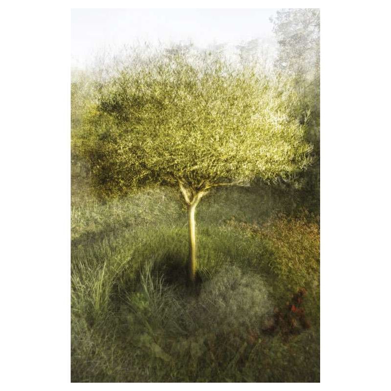 OLIVE TREE IN MY GARDEN canvas print - Nature landscape