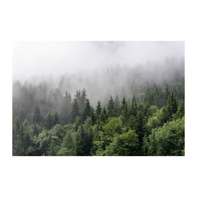 Poster BRUME EN FORET - Poster salon