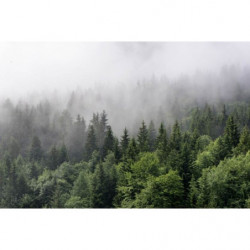 Papier Peint BRUME EN FORET