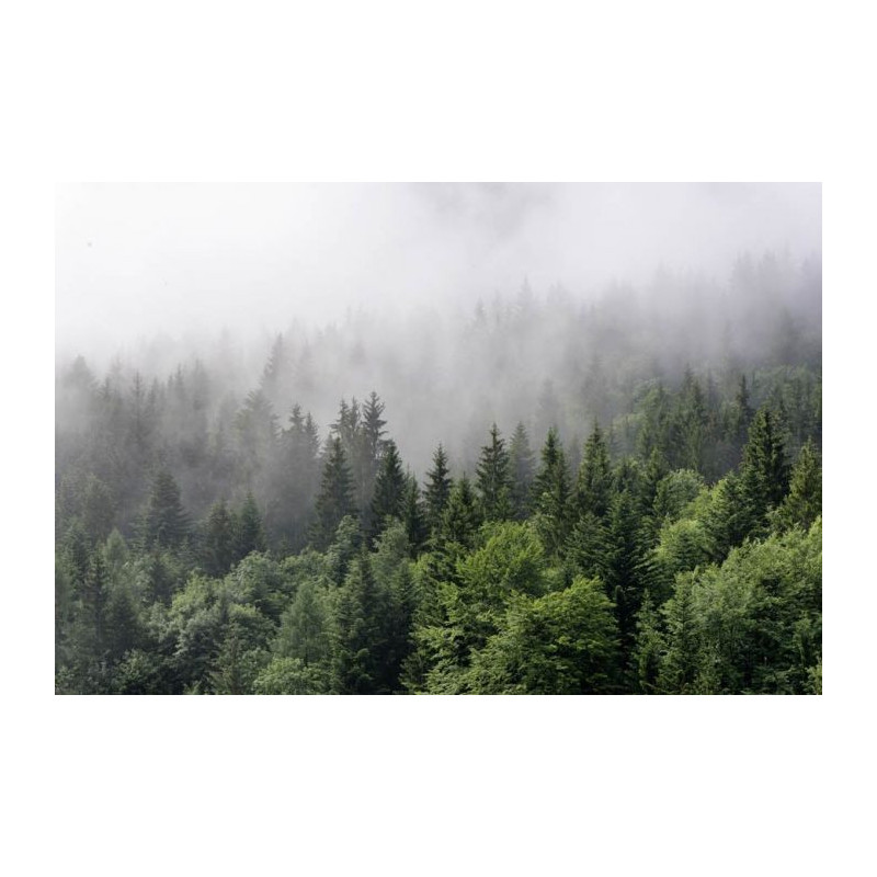 MISTY FOREST Wallpaper - Panoramic wallpaper