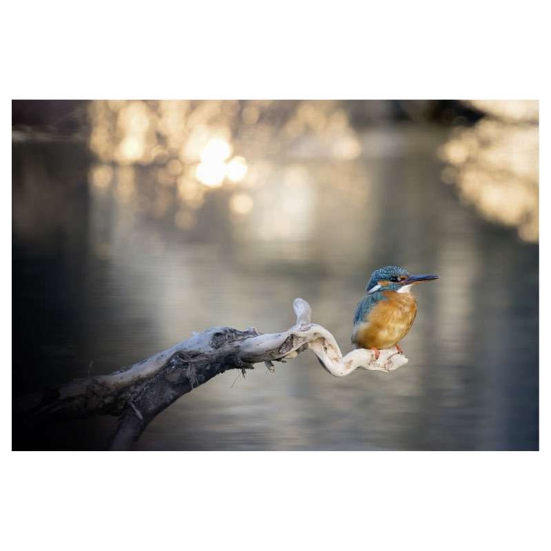 KINGFISHER canvas - Nature landscape