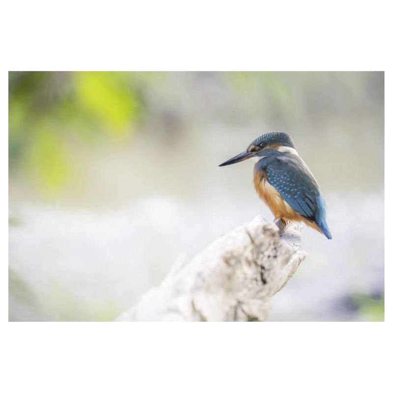 BLUE SOLITUDE - Wildlife