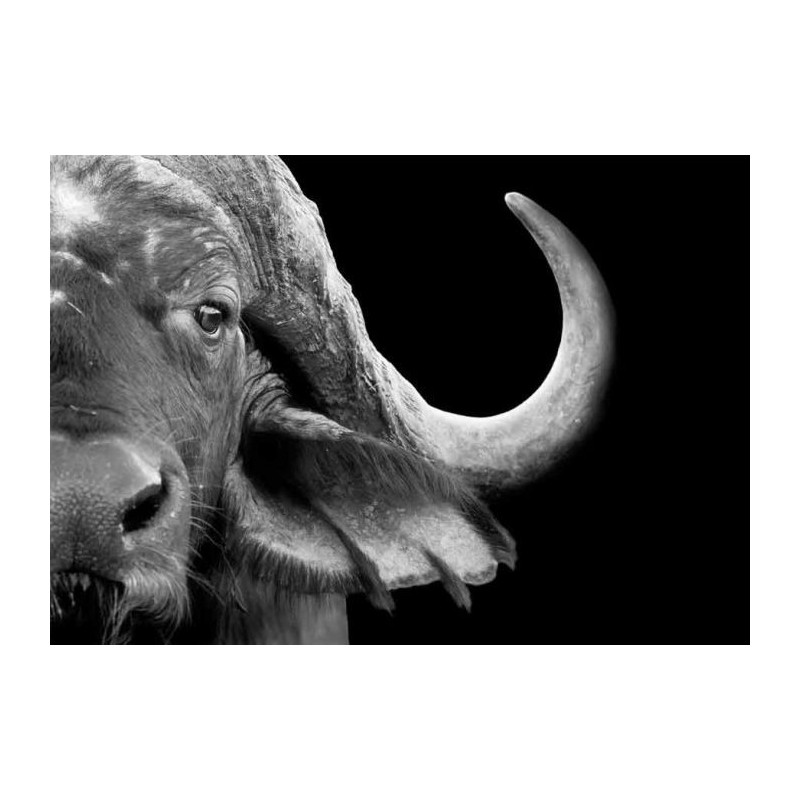 BUFFLE canvas print - Wildlife