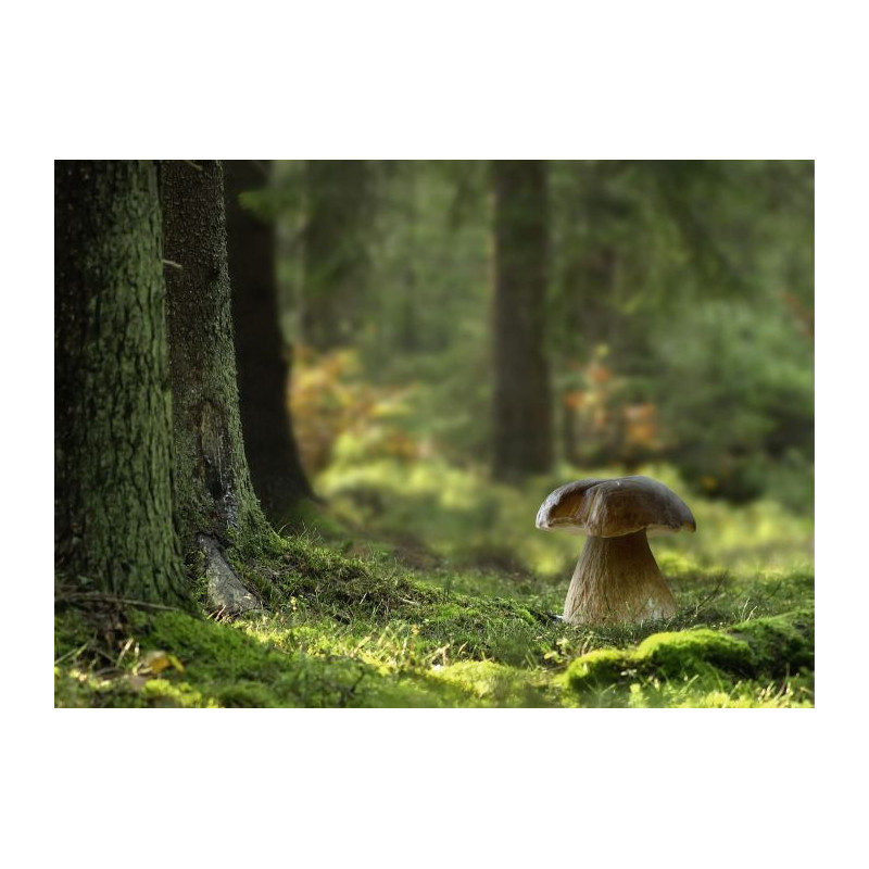 WOOD MUSHROOM canvas print - Xxl canvas prints