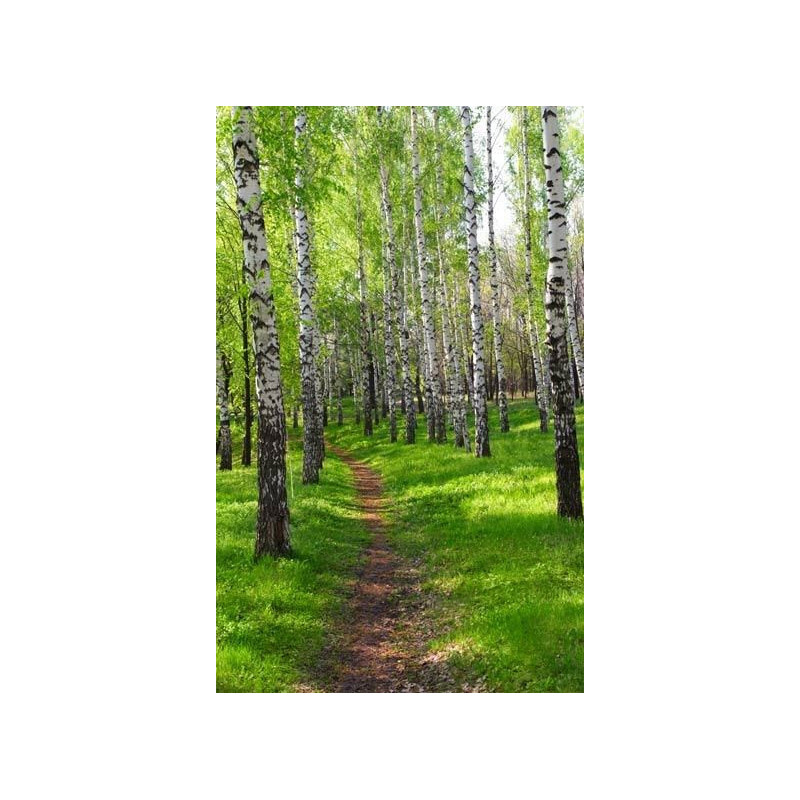 BIRCH PATH Wallpaper - Nature landscape wallpaper