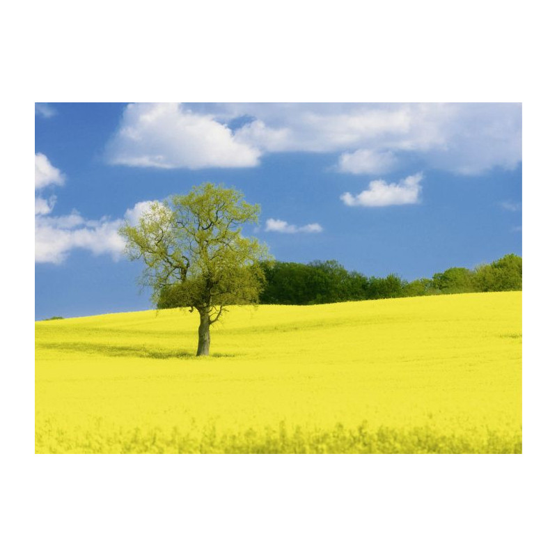 Tableau CHEMIN JAUNE - Tableau paysage et nature