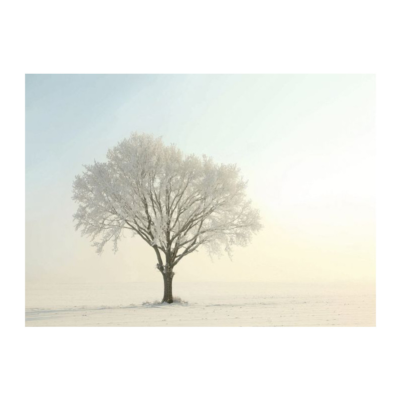 WHITE OAK canvas print - Canvas print for office