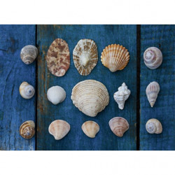 Tableau COLLECTION DE COQUILLAGES