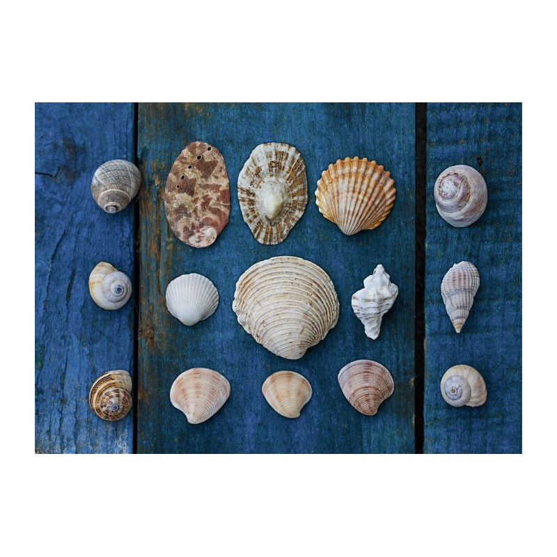 Tableau COLLECTION DE COQUILLAGES - Tableau mer et ocean