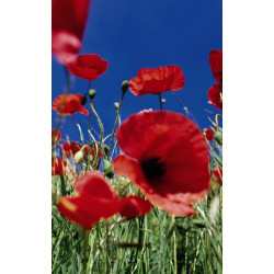 Tenture suspendue COQUELICOT