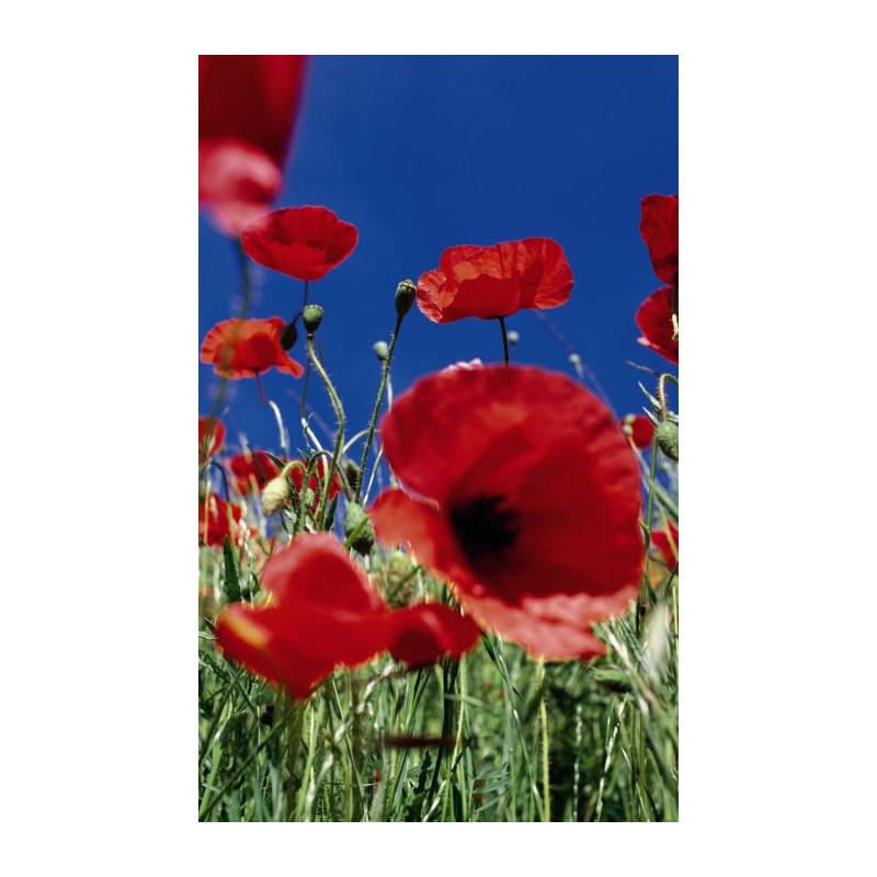 COQUELICOT wall hanging - Nature landscape wall hanging tapestry