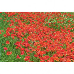 Tableau COQUELICOT CLOUD