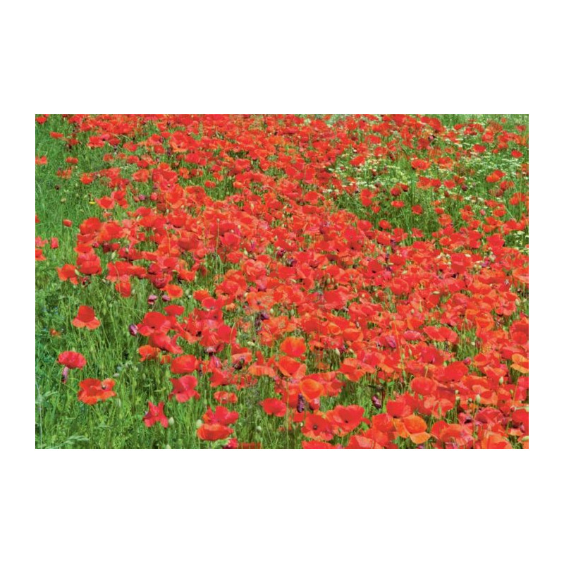 POPPY CLOUD canvas print - Canvas print for living room