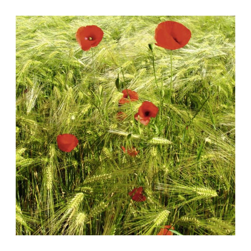 POPPIES AND BLES canvas print - Nature landscape