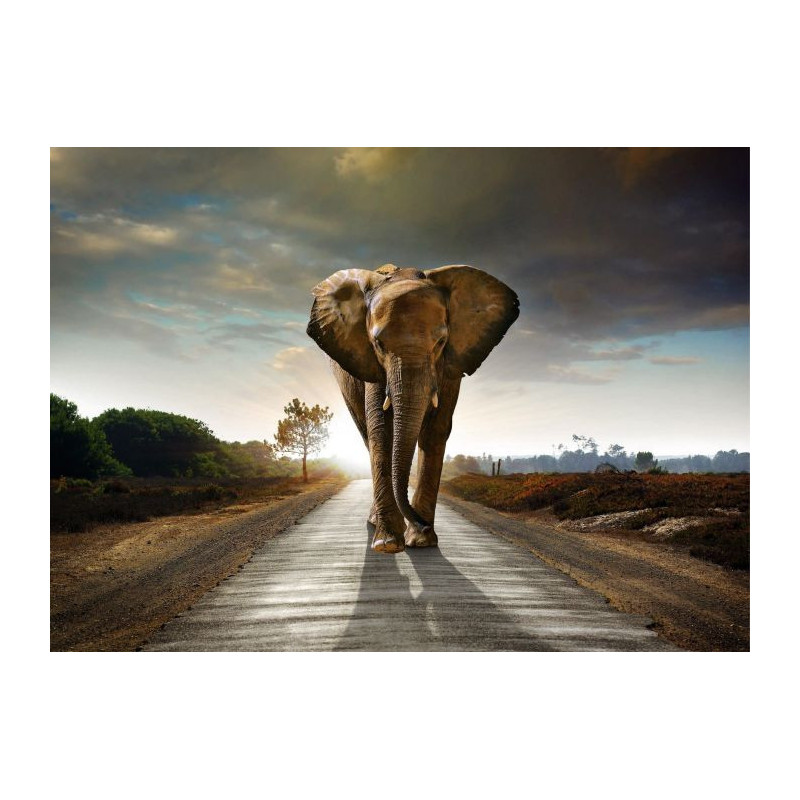 CLASH Canvas print - Wildlife