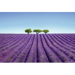 COLOUR LAVENDER poster