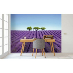 COLOUR LAVENDER poster