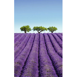 COLOUR LAVENDER wall hanging