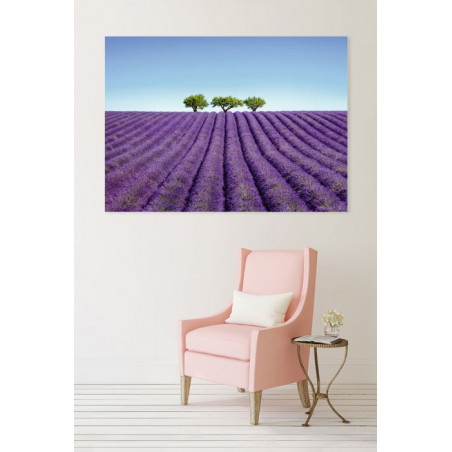 COLOUR LAVENDER canvas print