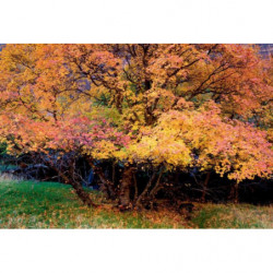 AUTUMN COLOURS canvas print