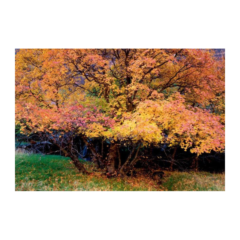 Tableau COULEURS D’AUTOMNE - Tableau automne