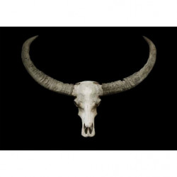 BUFFALO SKULL canvas print