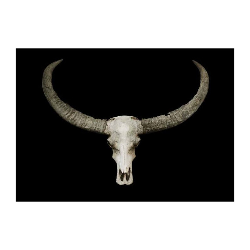 BUFFALO SKULL canvas print - Xxl canvas prints