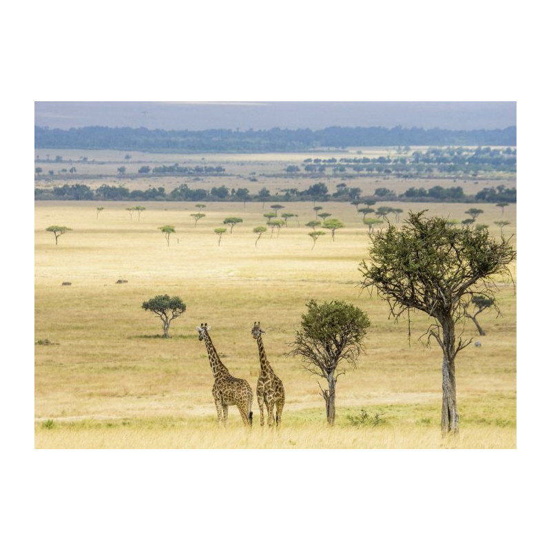 Tableau DOUCE SAVANE - Tableaux xxl