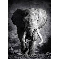 LONE ELEPHANT Canvas print