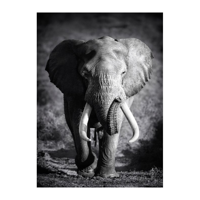 LONE ELEPHANT Canvas print - Black white canvas print