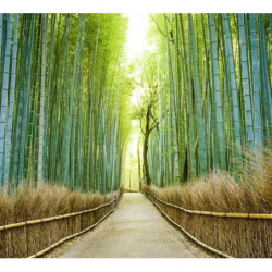 BAMBOO ALLEY Wallpaper