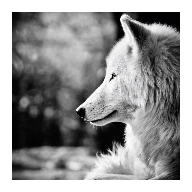 BETWEEN DOG AND WOLF Canvas print - Wildlife