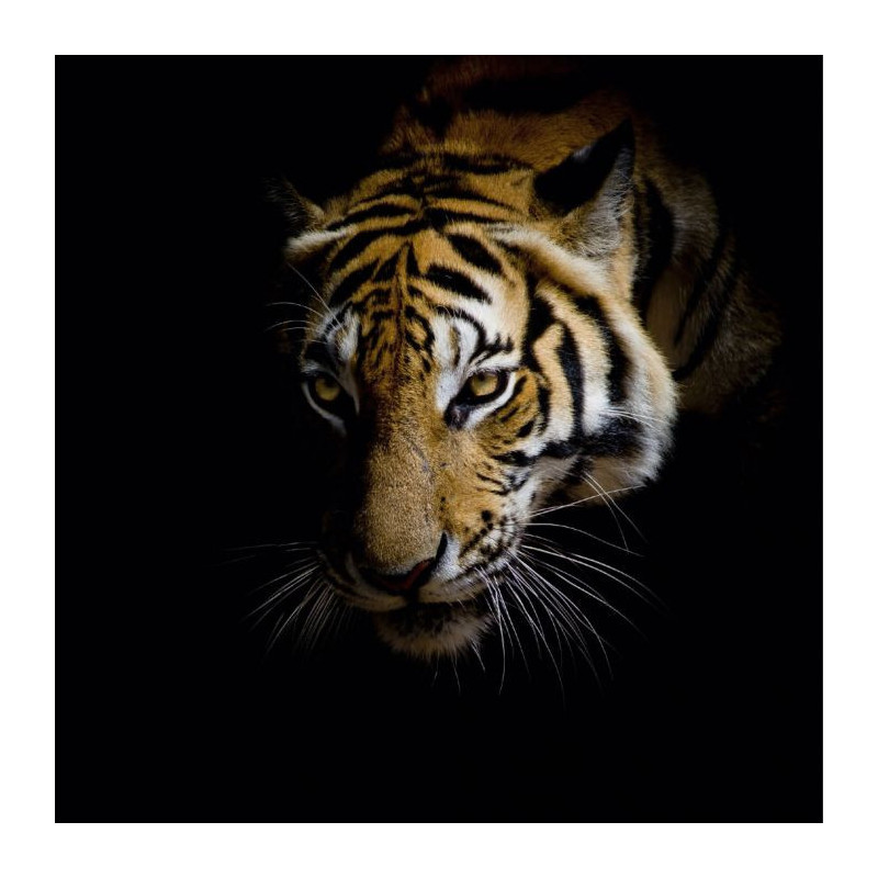 EYES OF A TIGER canvas print - Wildlife