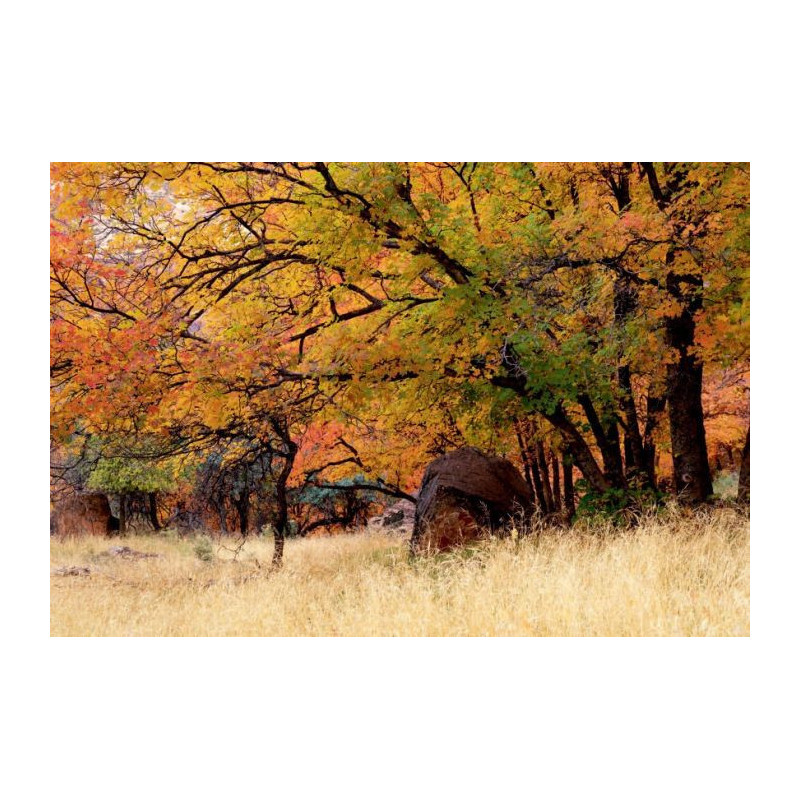 FAUVE canvas print - Nature landscape