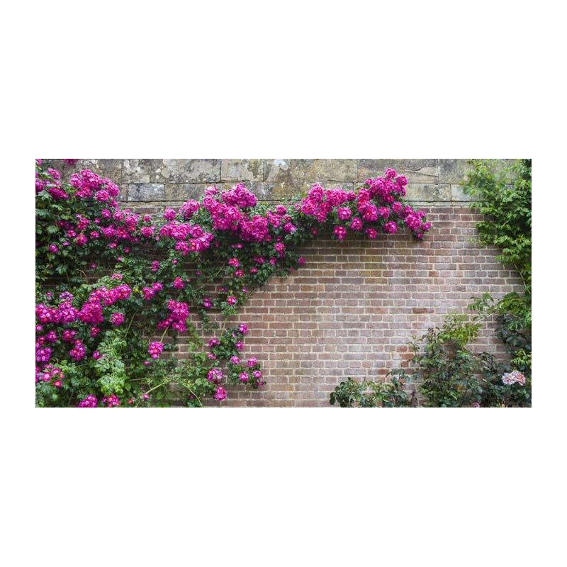 Brise vue FLOWERS WALL - Brise vue fleurs