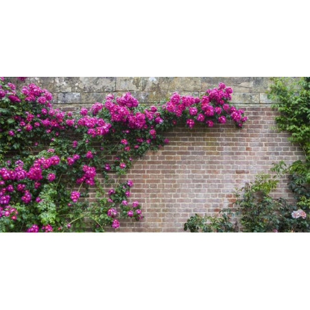Brise vue FLOWERS WALL grand format