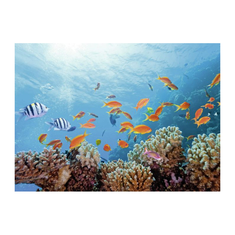 SEABED Canvas print - Xxl canvas prints