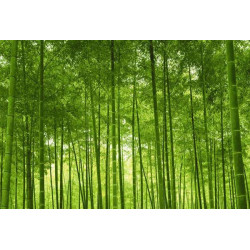 BAMBOO FOREST Poster