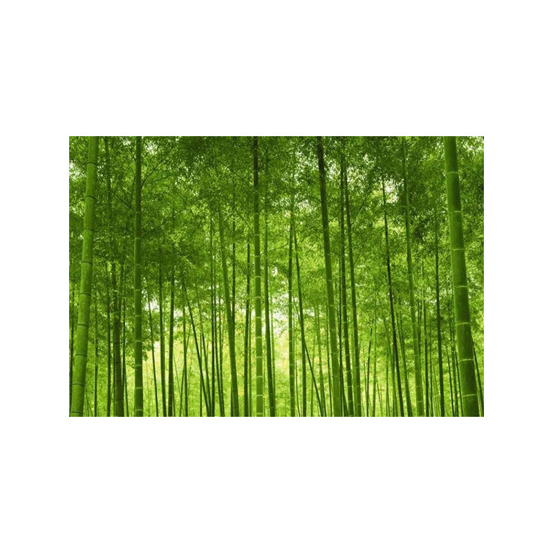 BAMBOO FOREST Poster - Green poster