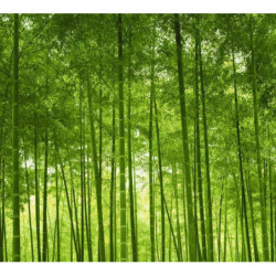 BAMBOO FOREST Wallpaper