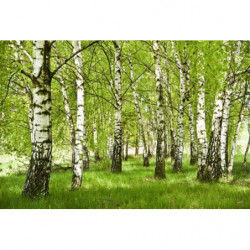 BIRCH FOREST Poster