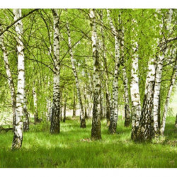 BIRCH FOREST Wallpaper